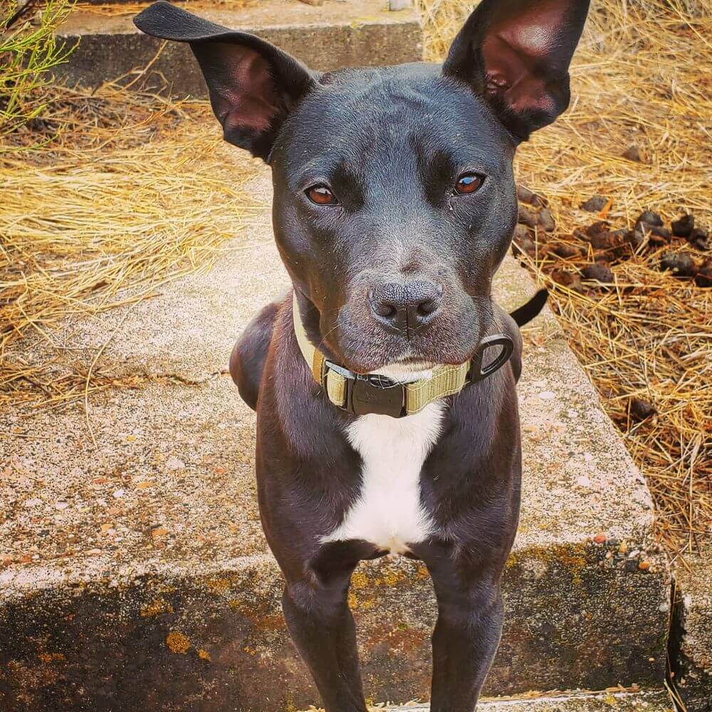 Maverick, Ryan Badger's dog.