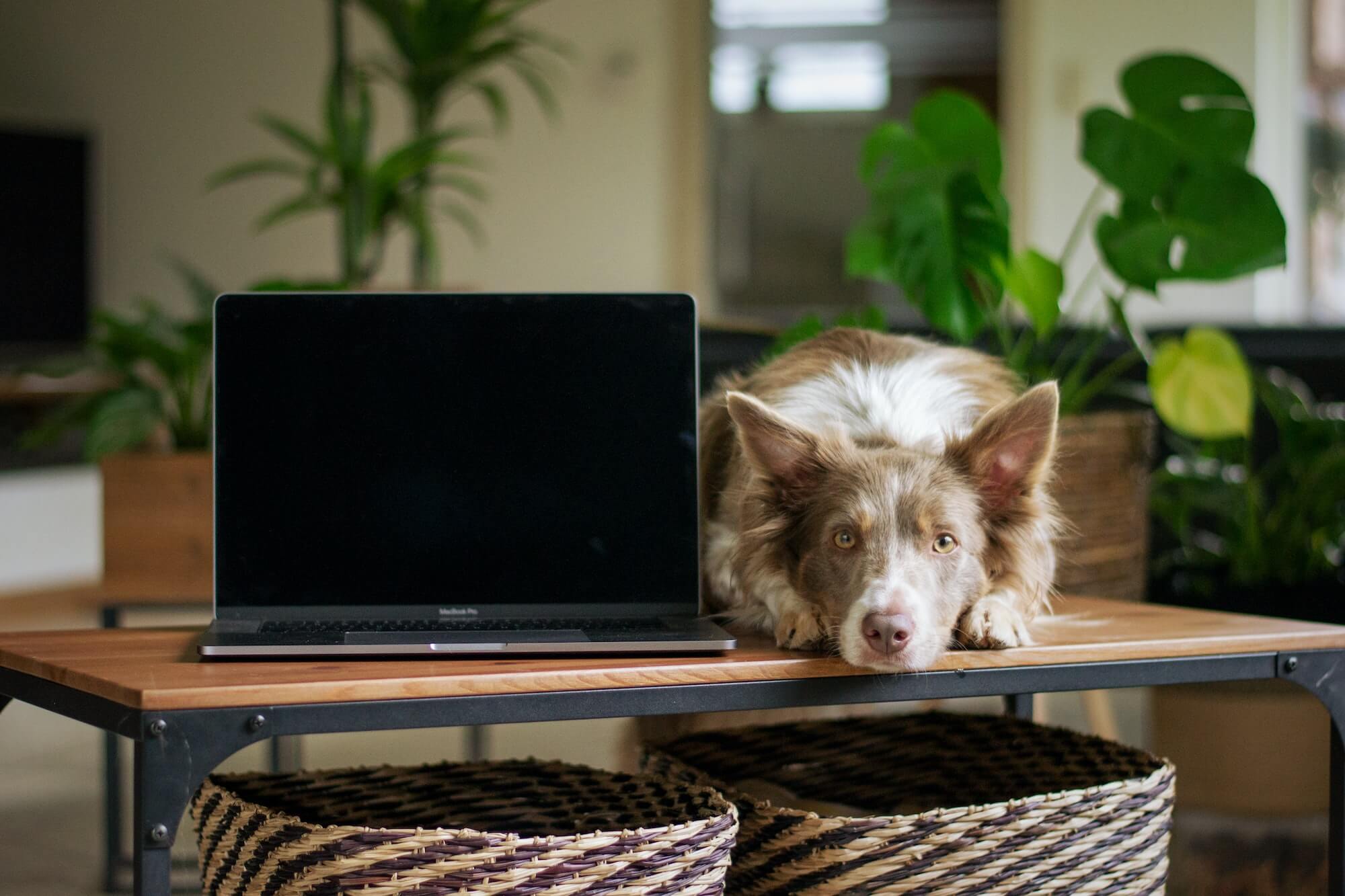 Laptop and dog laying on a desk with stools underneath.